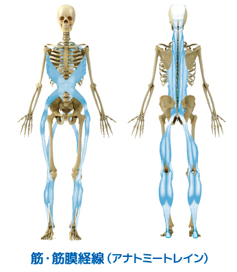 筋・筋膜経線の図