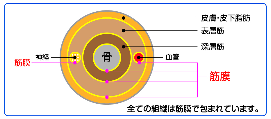 筋膜図